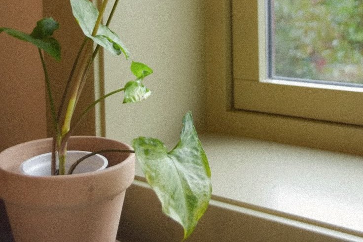 A potted plant on a windowsill at home, for NDIS home visits across Perth